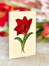 Load image into Gallery viewer, Scarlet Amaryllis
