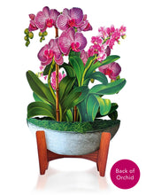 Load image into Gallery viewer, Orchid Oasis
