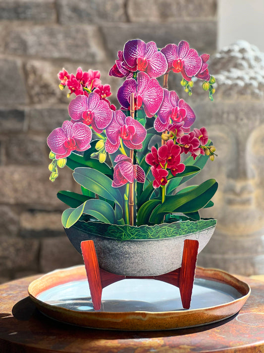 Orchid Oasis